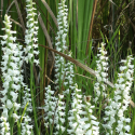 Spiranthes cernua