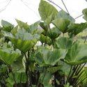 Colocasia 'Tea Cup'