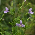 Mimulus ringens