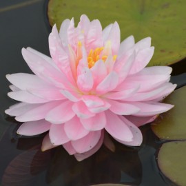 Nymphaea 'Lily pons'