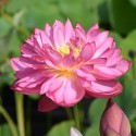 Nelumbo 'Momo Botan'
