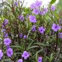 Ruellia brittoniana