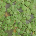 Marsilea strigosa