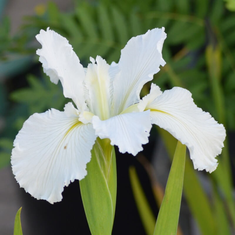 Iris louisiana 'White Umbrella'
