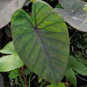 Colocasia 'Madeira'