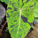 Colocasia 'Mojito'