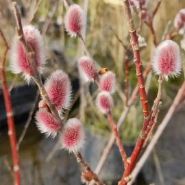 Salix gracilistyla 'Mt. Aso'