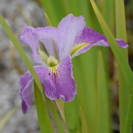 Iris louisiana 'Kristi G'