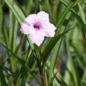 Ruellia brittoniana 'Pink'