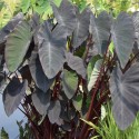Colocasia 'Black Magic'