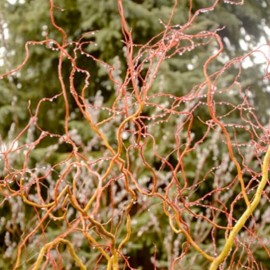 Salix 'Erythroflexuosa'