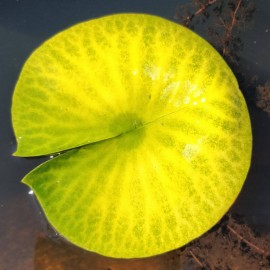 Nymphaea 'Yellow Watermelon'