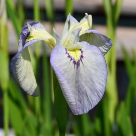 Iris pseudata 'Tsukiyono'