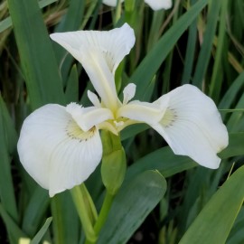 Iris pseudacorus 'Clotted Cream'