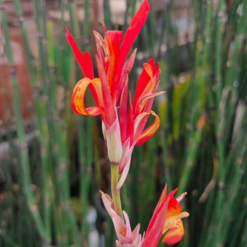 Canna indica 'Red'