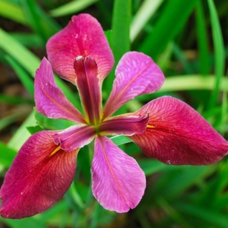 Iris louisiana 'News Brief'