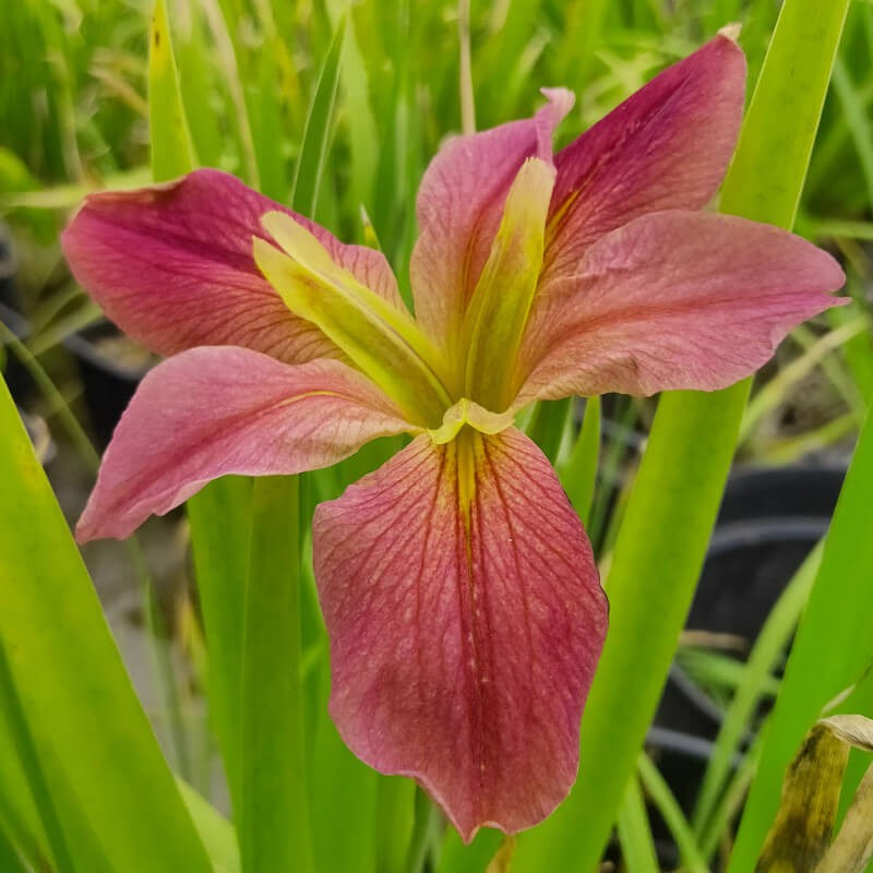 Iris louisiana 'Kissie'