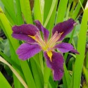 Iris louisiana 'Spicy Cajun'