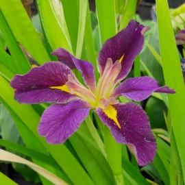 Iris louisiana 'Spicy Cajun'