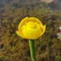 Nuphar lutea