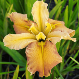Iris louisiana 'Honey Galore'