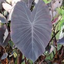 Colocasia 'Black Runner'