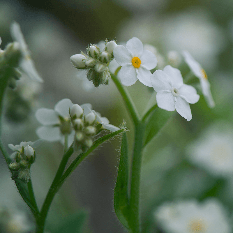 Myosotis palustris 'Alba'
