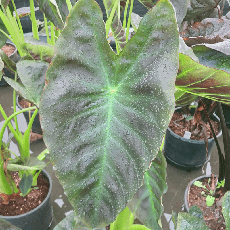 Colocasia esculenta 'Aloha'