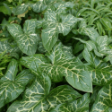 Arum italicum