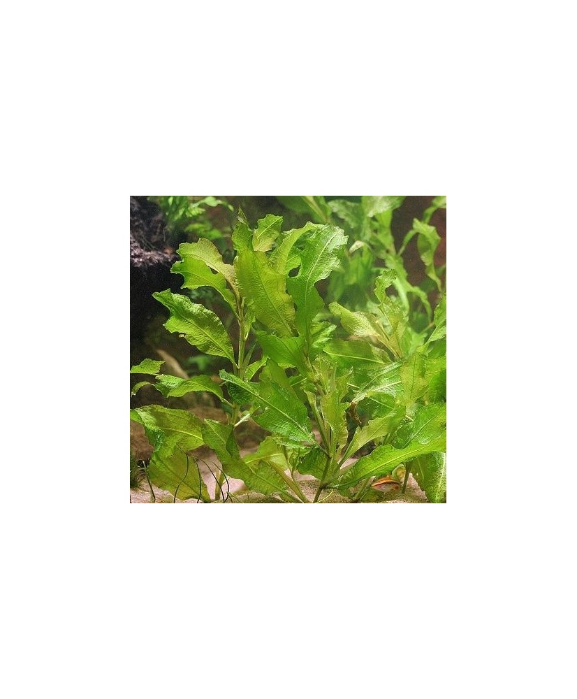 Potamogeton crispus