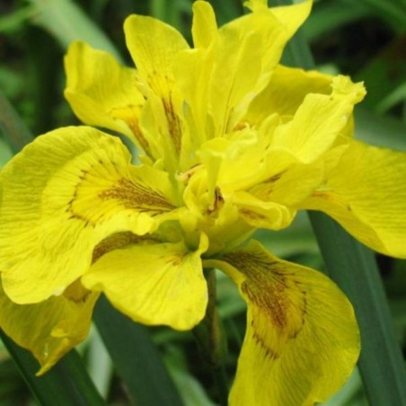 Iris pseudacorus 'Plena'