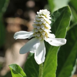 Fiore Anemopsis californica