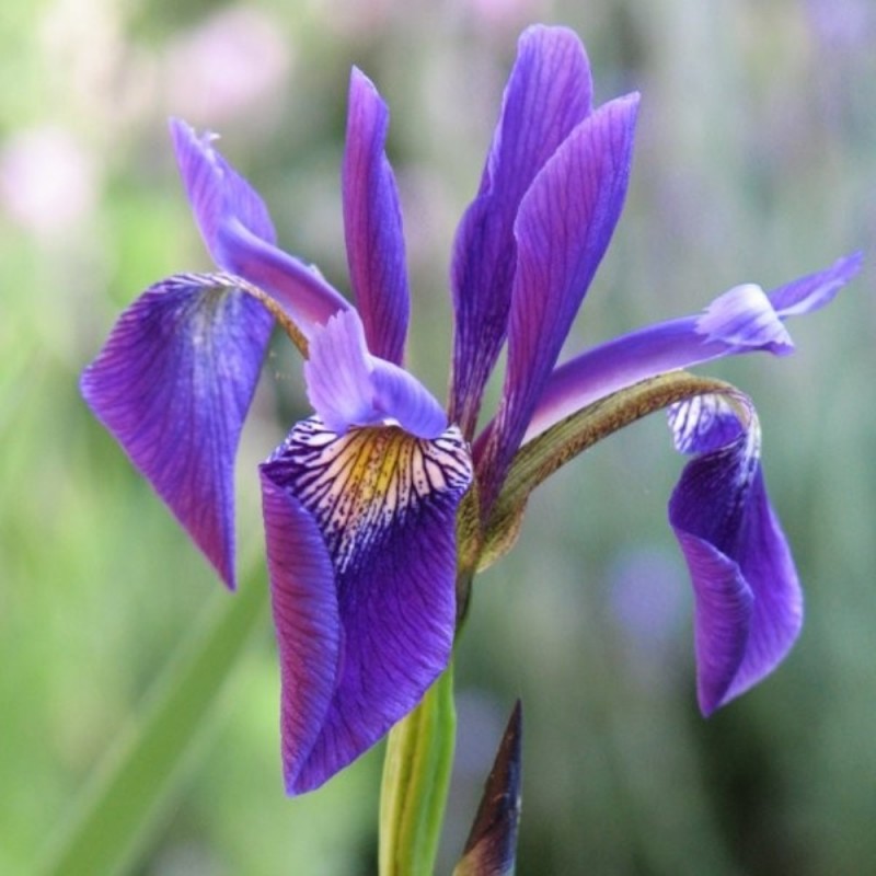 Iris versicolor 'Dark Aura'