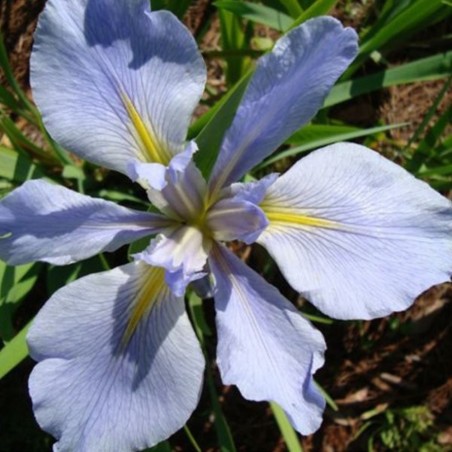 Iris Louisiana 'Sea Wisp'