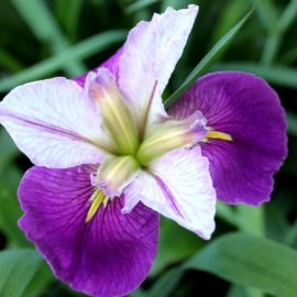 Iris louisiana 'Colorific'