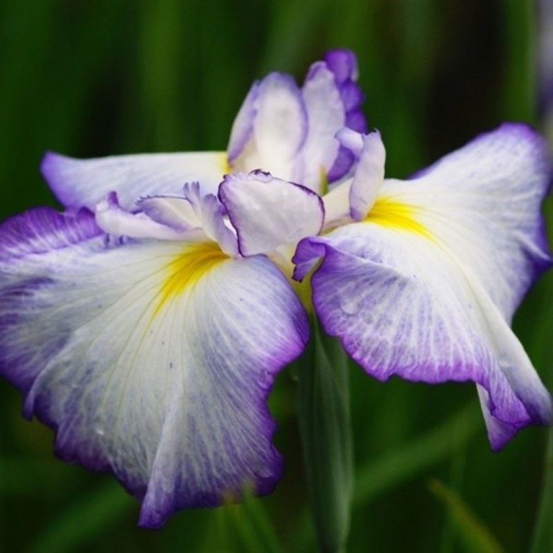 Iris ensata 'Royal crown'