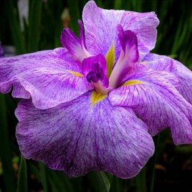 Iris ensata 'Japanese Pinwheel'