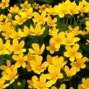 Caltha palustris