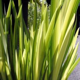 Iris pseudacorus 'Variegato'