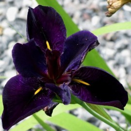 Iris louisiana 'Black...