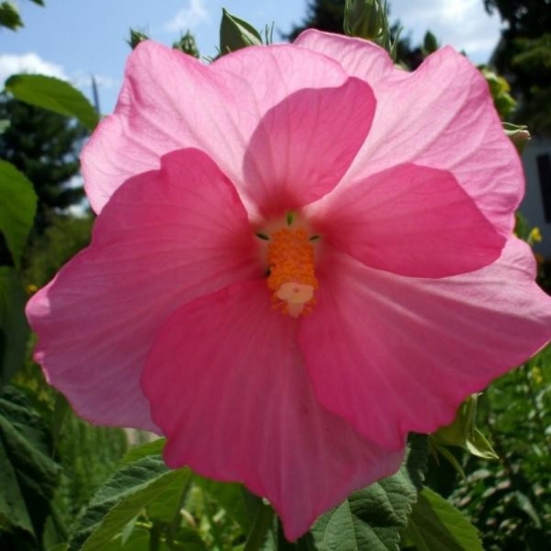 Hibiscus moscheutos 'Pink'