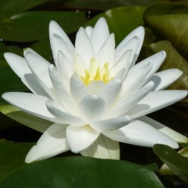 Nymphaea 'Perry's Double White'