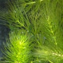 Ceratophyllum demersus