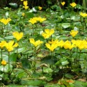 Nymphoides Peltata