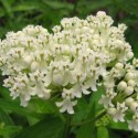 Asclepias incarnata 'Ice Ballet'