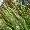 Carex acuta