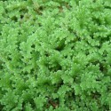 Azolla Caroliniana