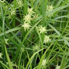 Carex grayi
