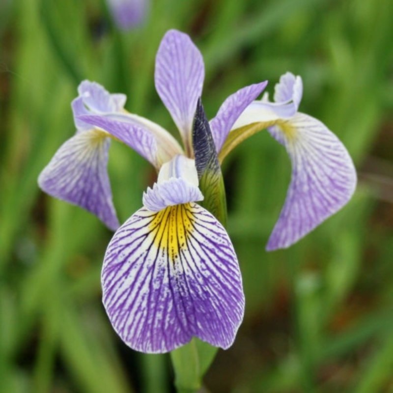 Iris versicolor 'Pacifica'