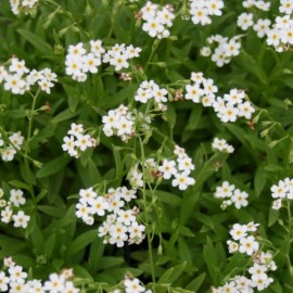 Myosotis palustris 'Alba'